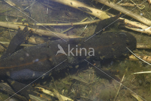 Kamsalamander (Triturus cristatus)