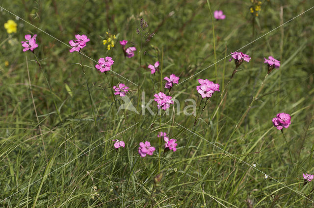 Karthuizer anjer (Dianthus carthusianorum)