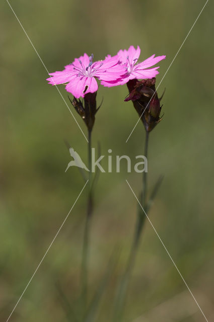 Carthusian Pink (Dianthus carthusianorum)