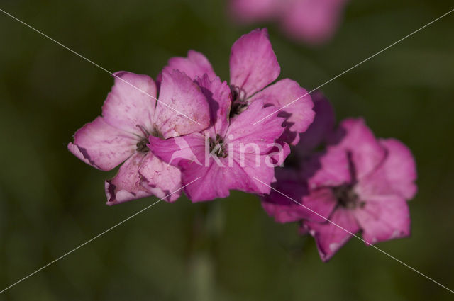 Karthuizer anjer (Dianthus carthusianorum)