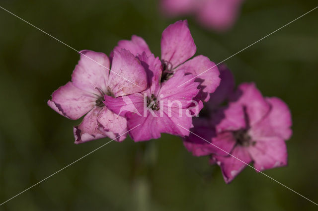 Carthusian Pink (Dianthus carthusianorum)