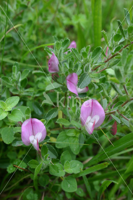 Spiny Restharrow (Ononis repens ssp. repens)