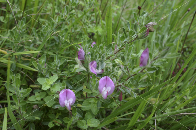 Spiny Restharrow (Ononis repens ssp. repens)