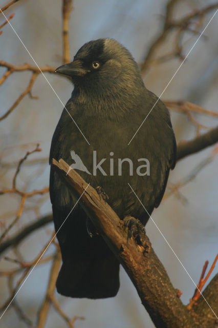 Kauw (Corvus monedula)