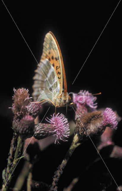 Silver-washed Fritillary (Argynnis paphia)