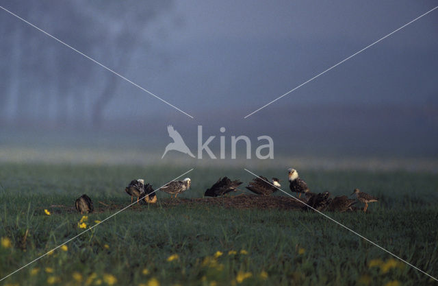 Ruff (Philomachus pugnax)
