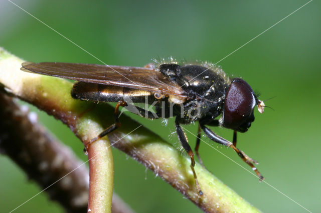 Cheilosia pagana