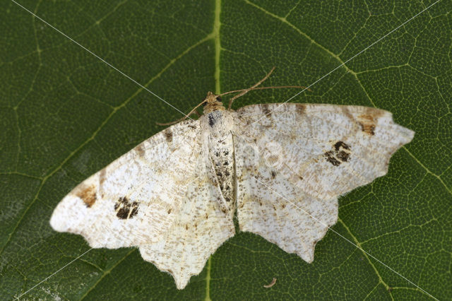 Peacock Moth (Semiothisa notata)