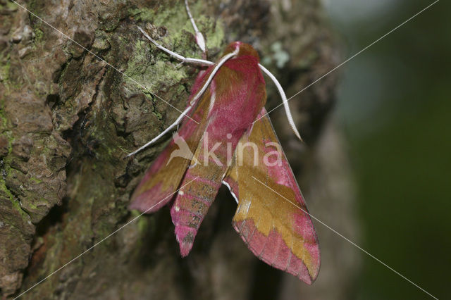 Small Elephant Hawk-moth (Deilephila porcellus)