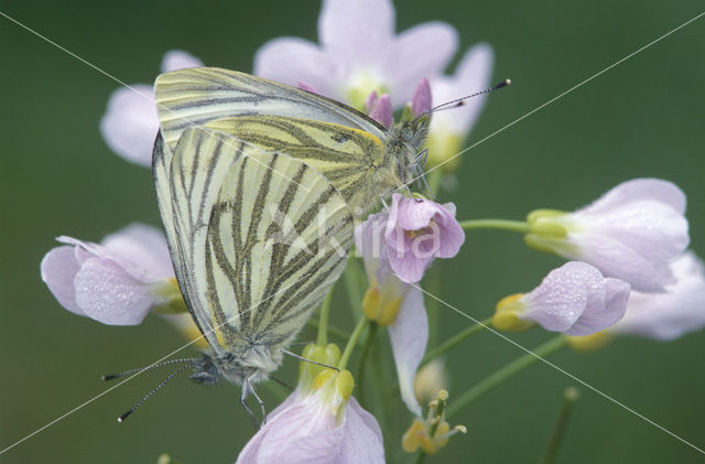 Klein geaderd witje (Pieris napi)