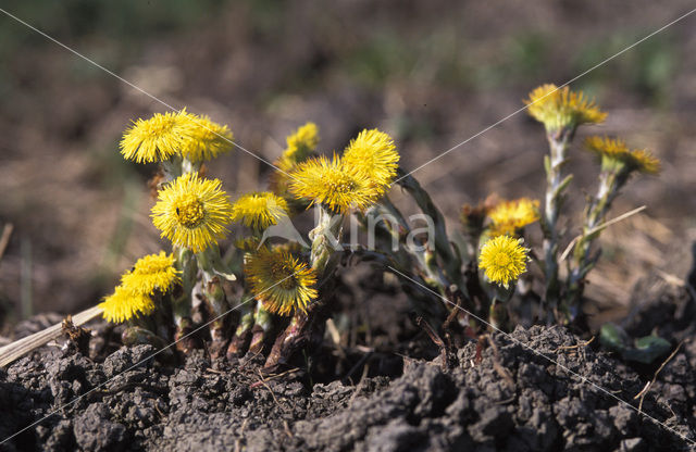 Coltsfoot (Tussilago farfara)