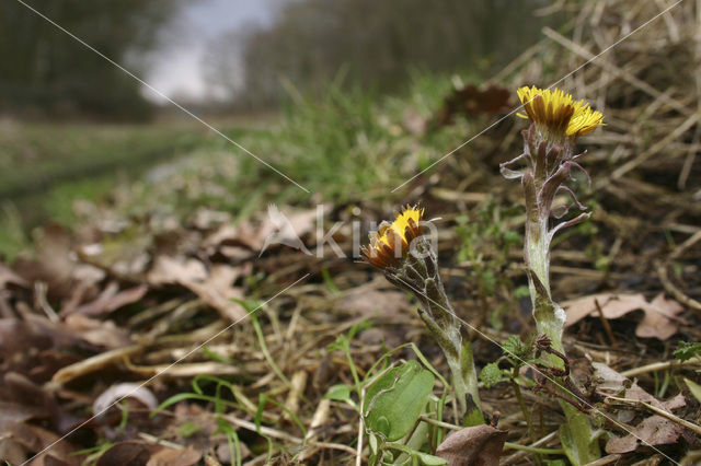 Coltsfoot (Tussilago farfara)
