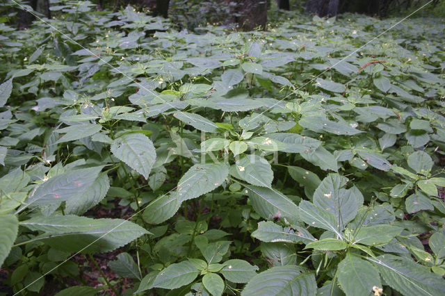 Small Balsam (Impatiens parviflora)