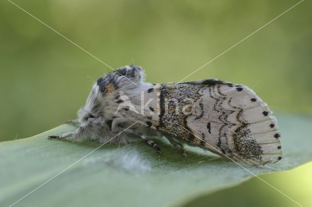 Kleine hermelijnvlinder (Furcula furcula)