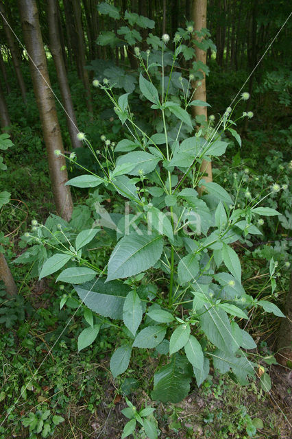 Kleine kaardebol (Dipsacus pilosus)