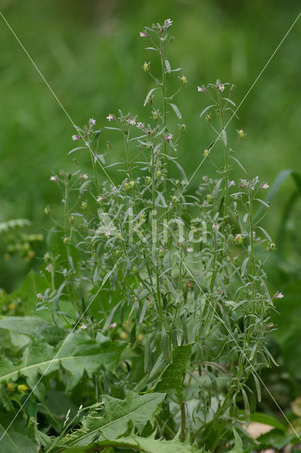 Small Toadflax (Chaenorhinum minus)