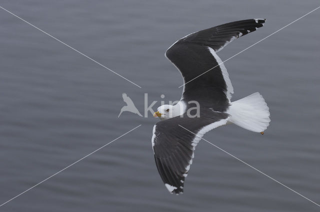 Lesser Black-backed Gull (Larus fuscus)