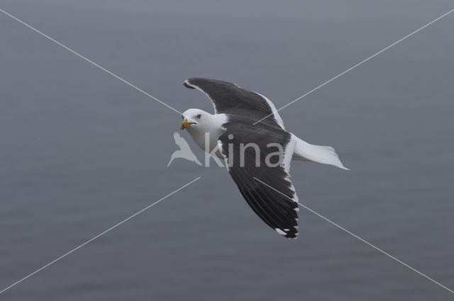 Lesser Black-backed Gull (Larus fuscus)