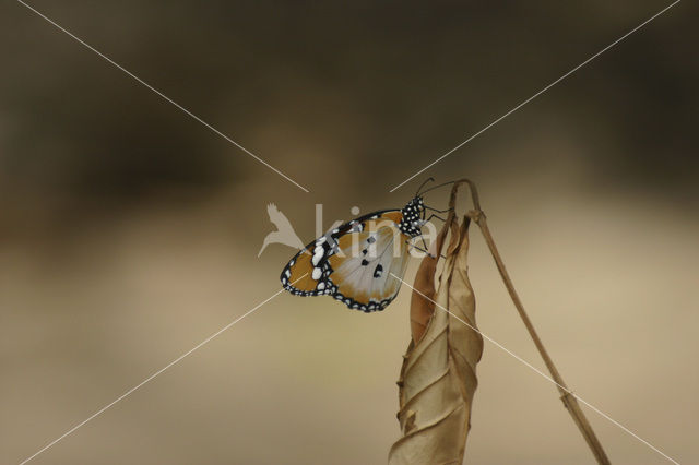 Plain Tiger (Danaus chrysippus)