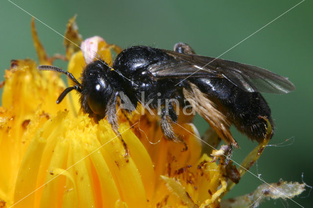 Kleine roetbij (Panurgus calcaratus)