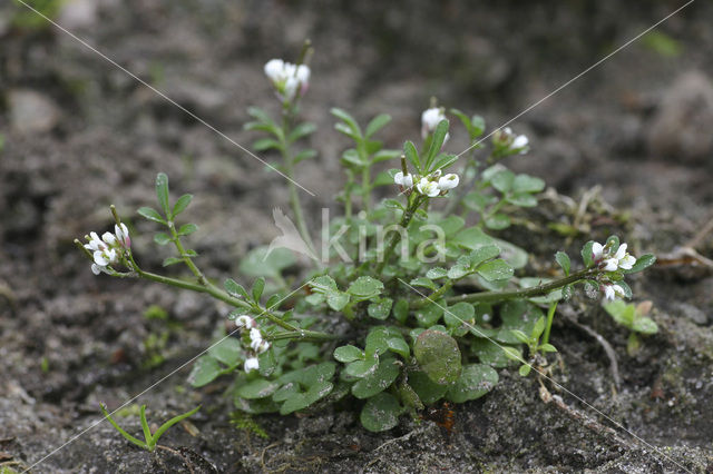 Hairy Bitter-cress (Cardamine hirsuta)