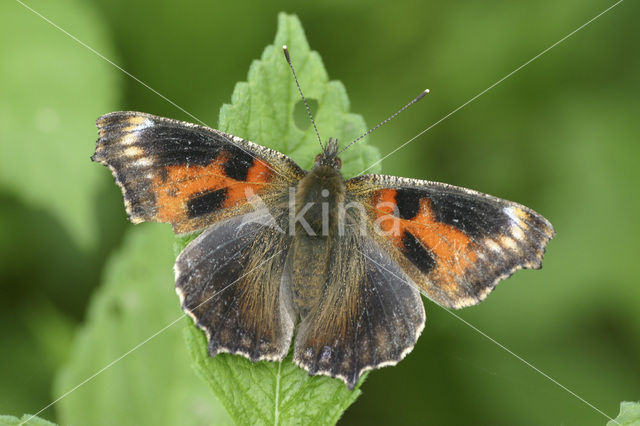 Kleine vos (Aglais urticae)