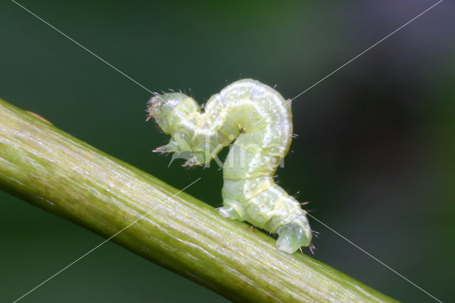 Kleine wintervlinder (Operophtera brumata)