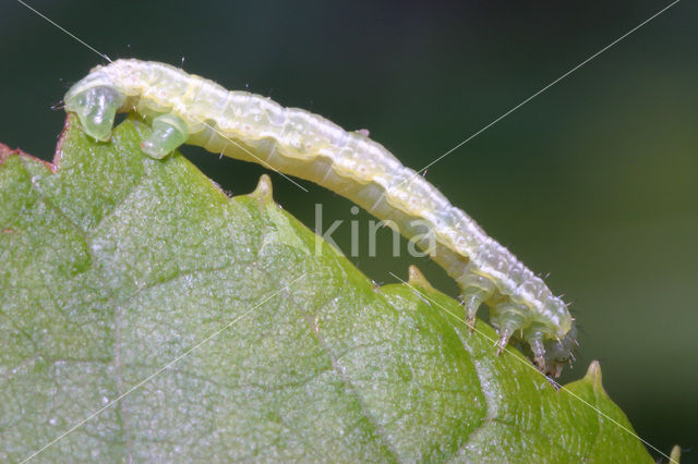 Kleine wintervlinder (Operophtera brumata)