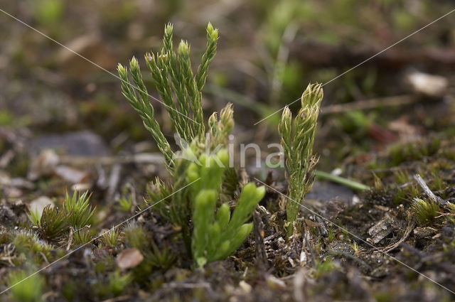 Flat-stemmend Clubmoss (Diphasiastrum tristachyum)