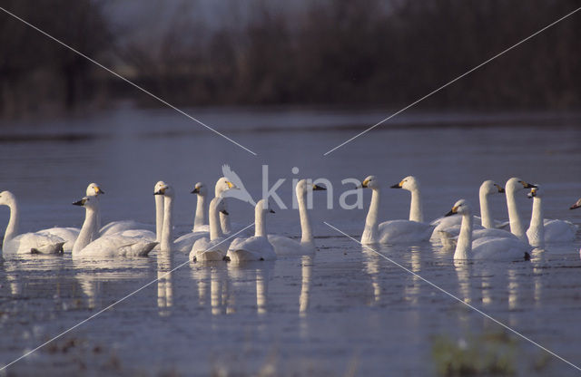 Kleine zwaan (Cygnus bewickii)