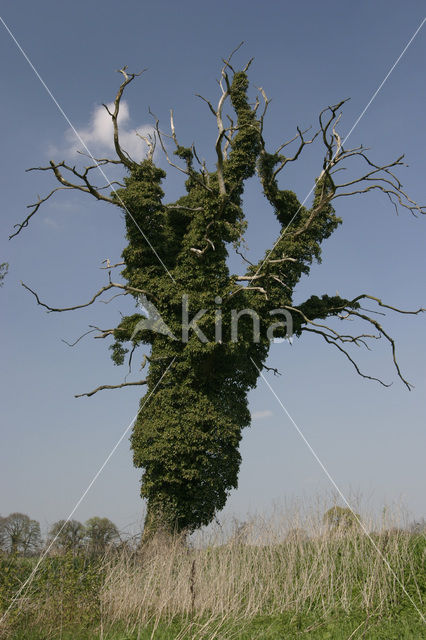 Common ivy (Hedera helix)