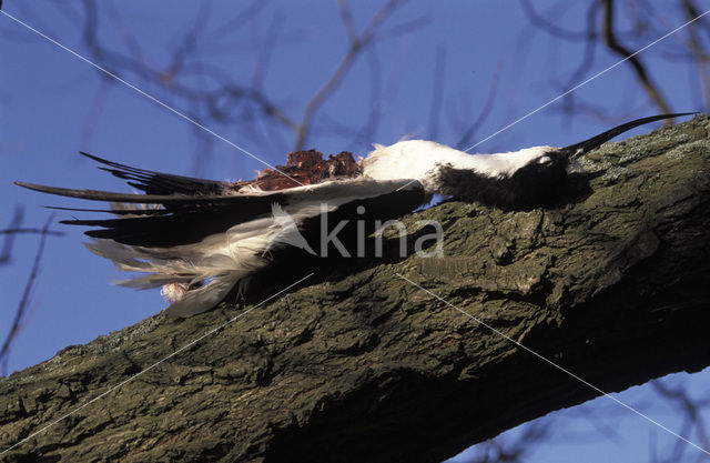 Pied Avocet (Recurvirostra avosetta)