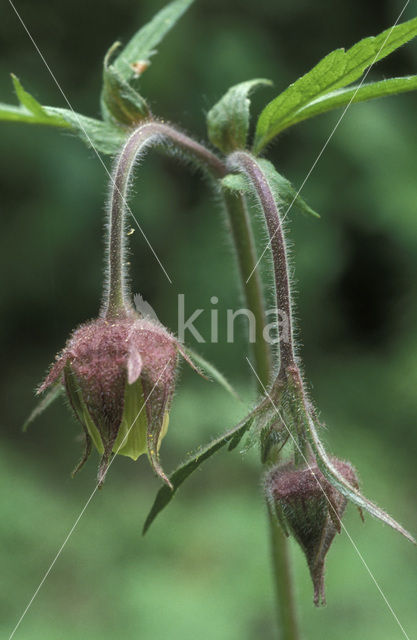 Knikkend nagelkruid (Geum rivale)