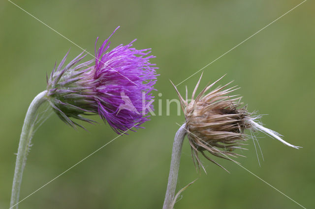 Knikkende distel (Carduus nutans)