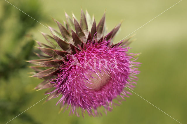 Knikkende distel (Carduus nutans)