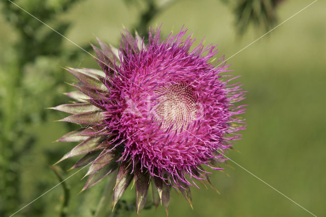 Knikkende distel (Carduus nutans)