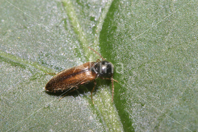 Click Beetle (Adrastus sp.)