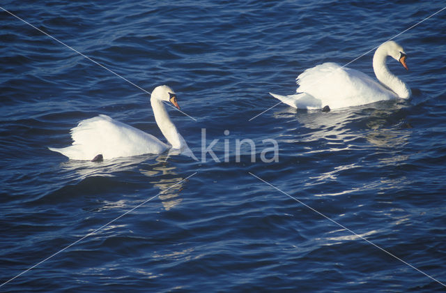 Knobbelzwaan (Cygnus olor)