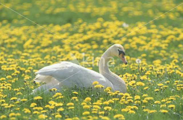 Knobbelzwaan (Cygnus olor)