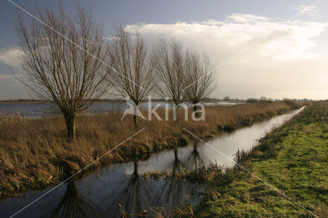 Willow