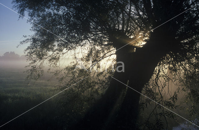 Knotwilg (Salix alba)