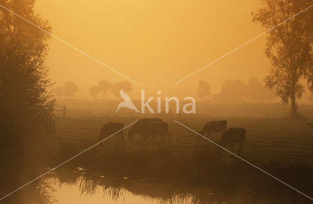 Cow (Bos domesticus)