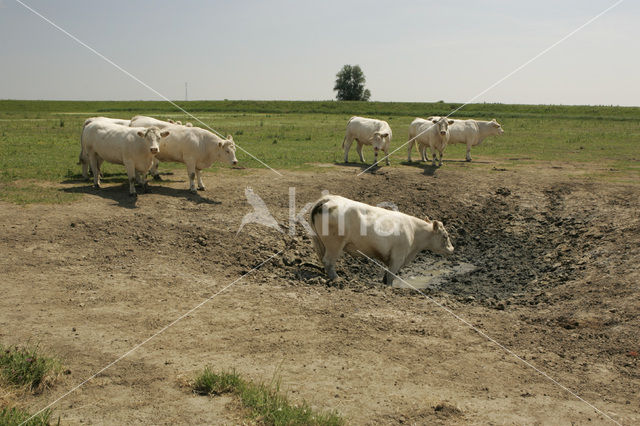 Koe (Bos domesticus)