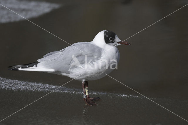 Black-headed Gull (Larus ridibundus)
