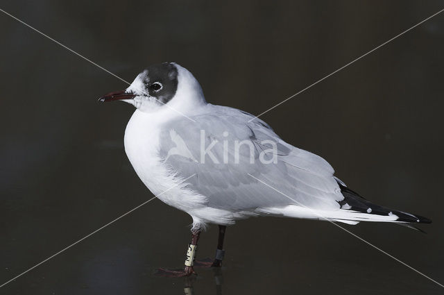 Black-headed Gull (Larus ridibundus)