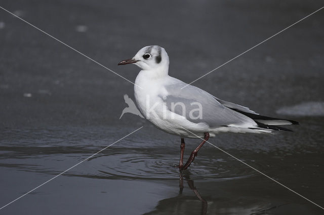 Black-headed Gull (Larus ridibundus)