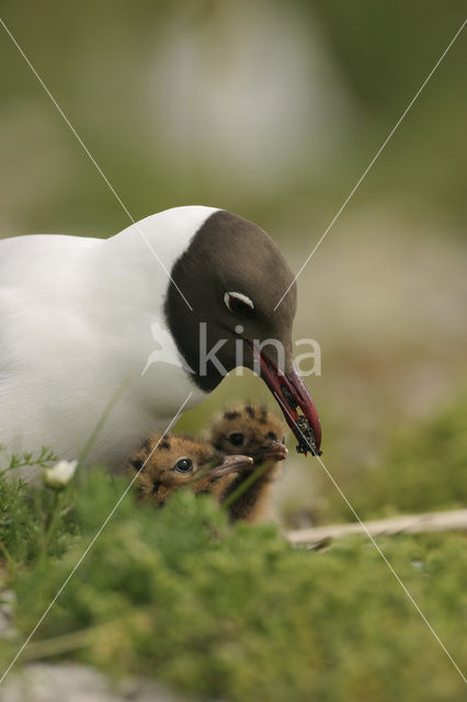 Black-headed Gull (Larus ridibundus)