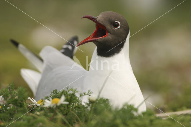 Black-headed Gull (Larus ridibundus)