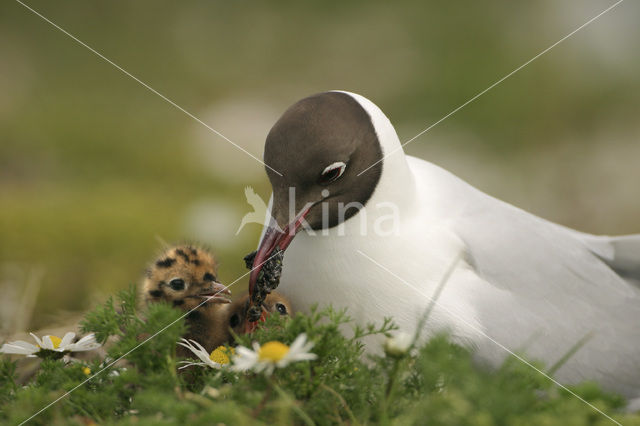 Black-headed Gull (Larus ridibundus)