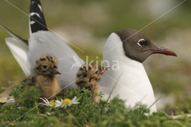Black-headed Gull (Larus ridibundus)